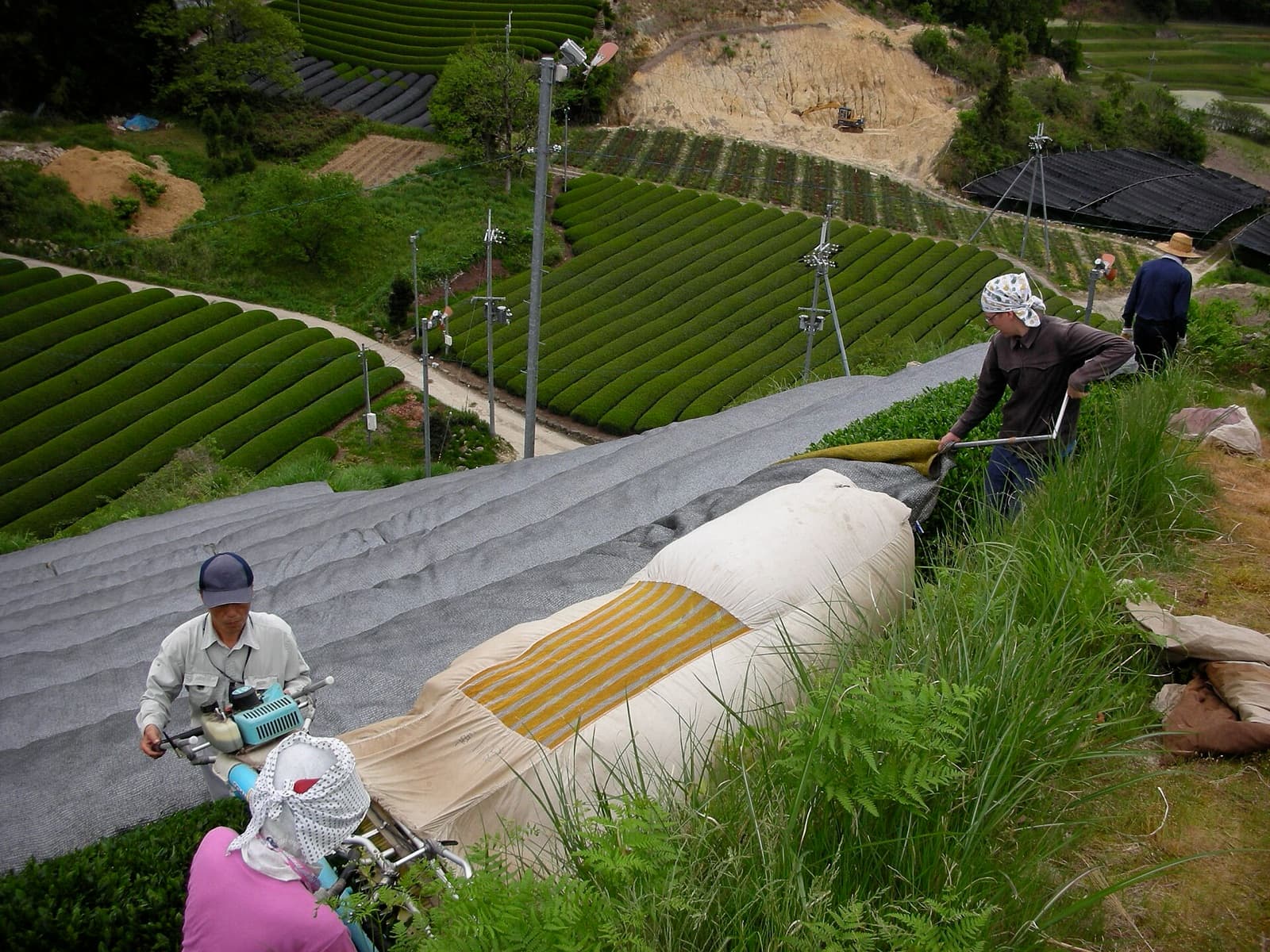 Workers pull a grey cover off the rows of tea on a hillside, more tea fields behind