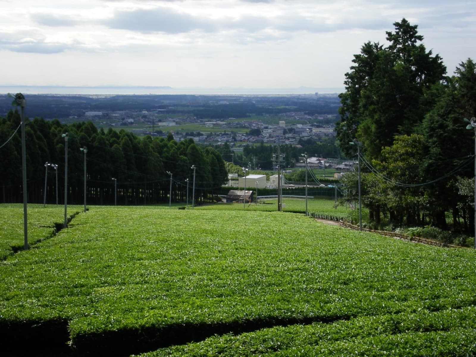 Rows of tea bushes in Suizawa, with the Yokkaichi plain stretching to the sea behind